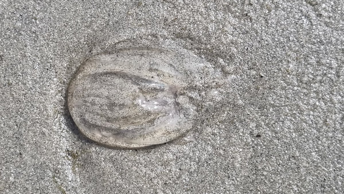 andrebrasse's tweet photo. Strandvondsten. Diverse #kwallen spoelen aan op het strand van #Terschelling waaronder #kompaskwal, #zeepaddenstoel en #zeedruif. https://t.co/kpb0nSXbbn