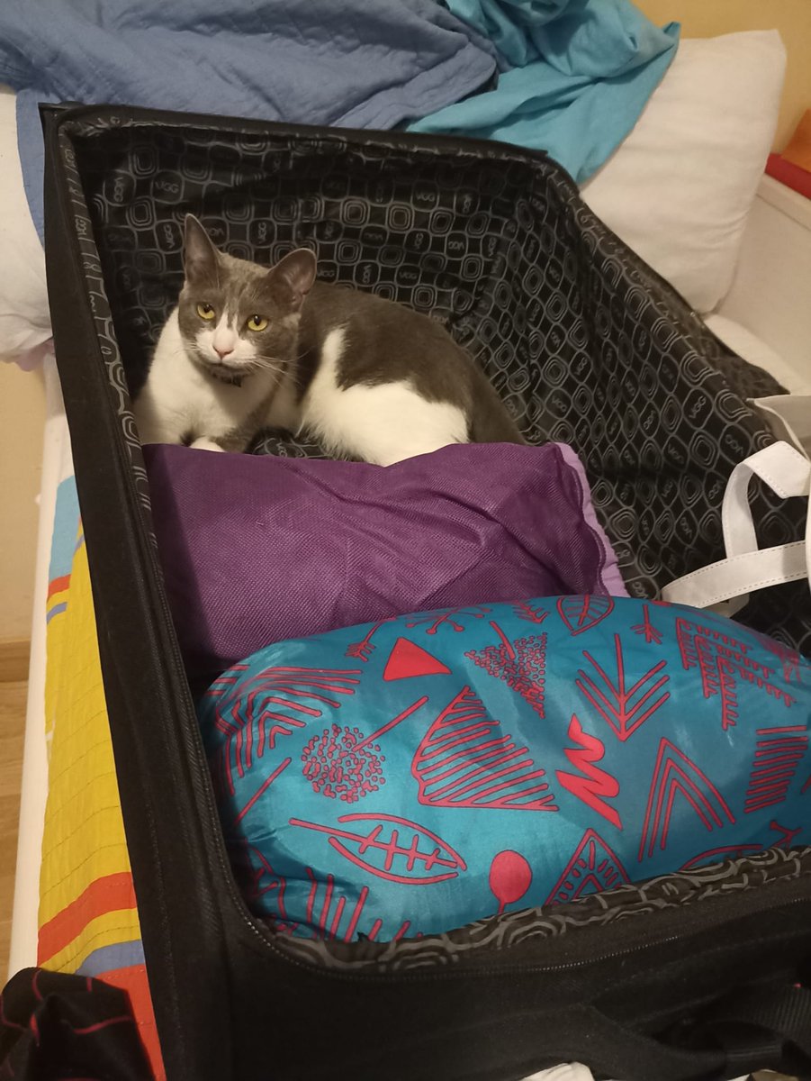 melladoja's tweet photo. Se me ha perdido una gata en Santa Marta de Tormes, zona barrio del Carmen, parque carretera Nuevo Naharros, si alguien la ha visto , por mensaje; Twitter haz tu "Magia"
 Blanca y gris con una rayita muy característica en el entrecejo. https://t.co/14lZxXhrN3