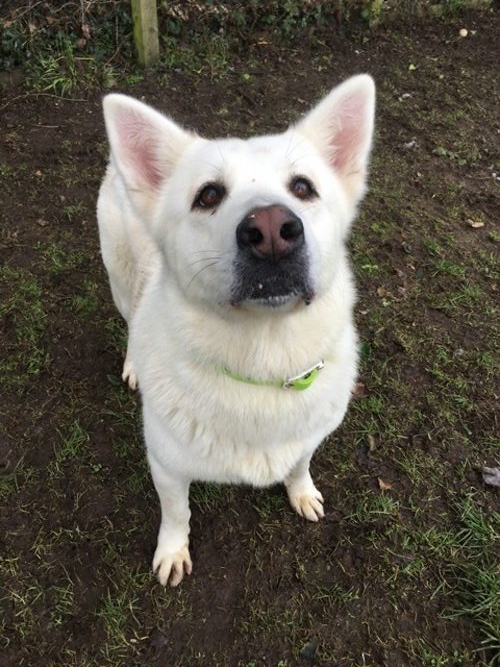 Please retweet to help Storm find a home #WOLVERHAMPTON #BIRMINGHAM #UK Beautiful German Shepherd aged 6, she can live with children aged 13+ as the only pet in the home. Storm has Epilepsy, contact the shelter for details 👇 birminghamdogshome.org.uk/dogs/storm-124……… #dogs #GermanShepherd