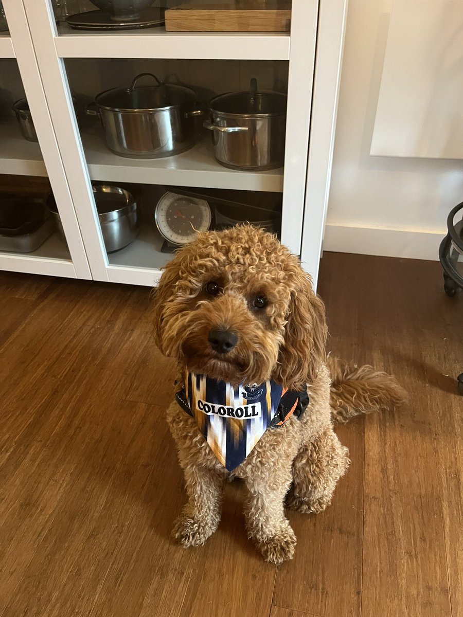 Herbie is ready for the new season… <a href="/pnefc/">Preston North End FC</a> @theterracelife