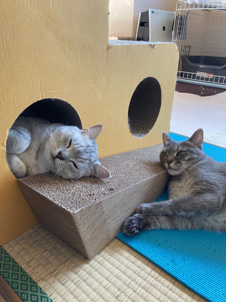 4dsJXI76eJ1fz0T's tweet photo. 2人は夏バテ中〜
（リ��イートおねがいします🙇）
#ねこバカ #しろくろねこ #ねこちゃん #みけねこ #ねこさん #でぶねこ #ネコ #ねこらぶ #ネコ好き #ネコ部 #ネコバカ #cat #catstagram #instacat #instagramcats #ilovemycat #meow #pet #cutepets #petstagram #猫 #ねこ部 #ねこすたぐらむ #ねこら https://t.co/e60JRtLq9D