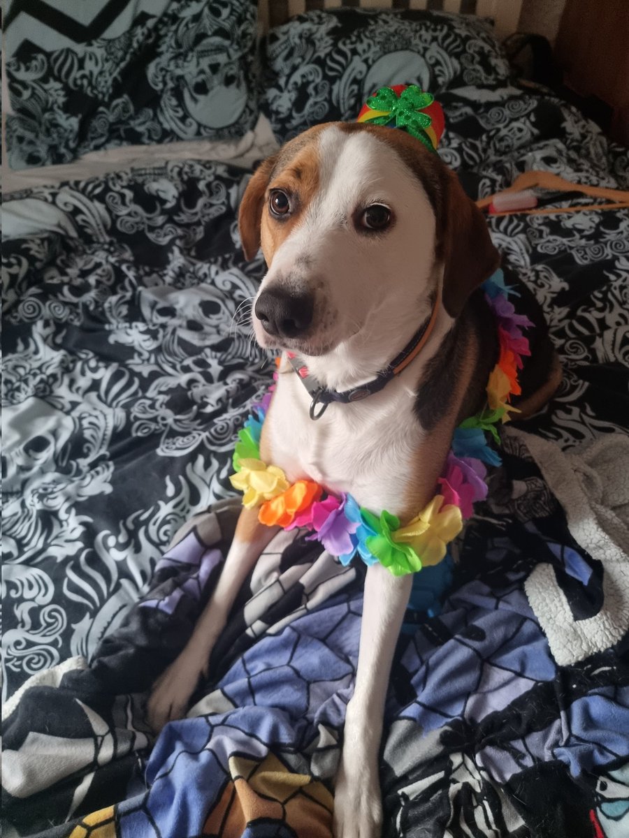 🏳️🌈PixieHorrorGaming🏳️🌈 tweet media