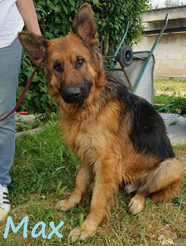 PETfriendly tweet media