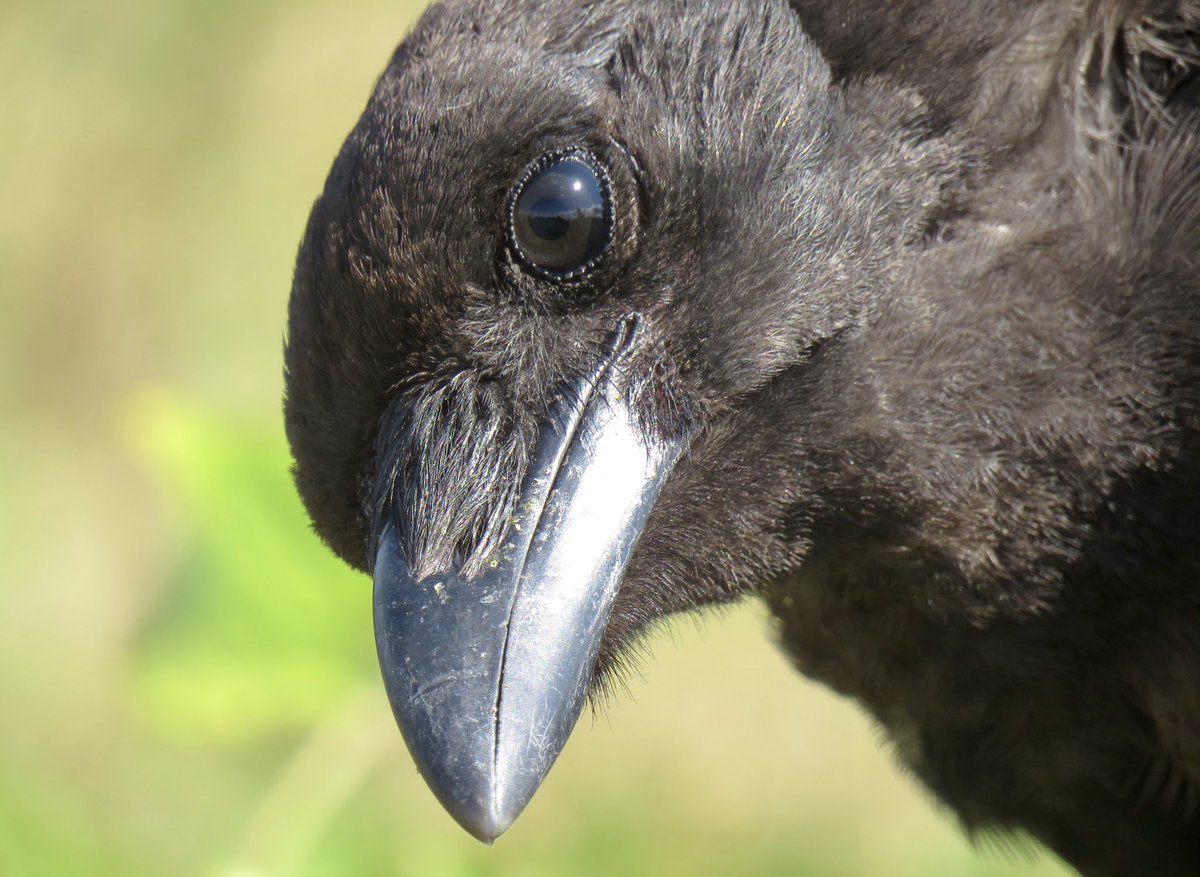 Love the youngsters’ curious little faces! #crows #birdphotography