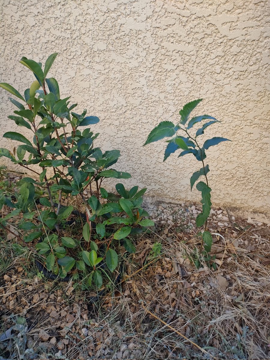 Galano Jean-Marie tweet media