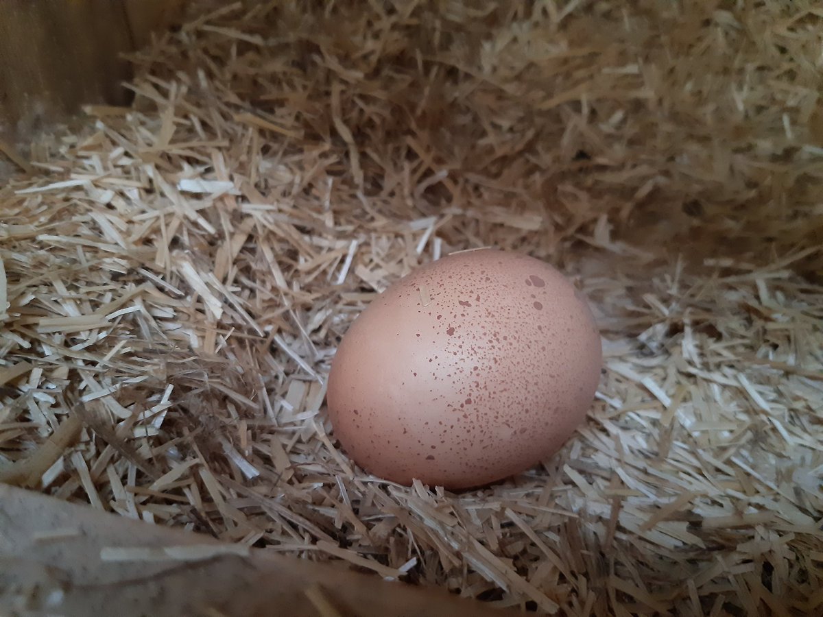 Die #pfarrhühner haben das erste Ei gelegt😊😊