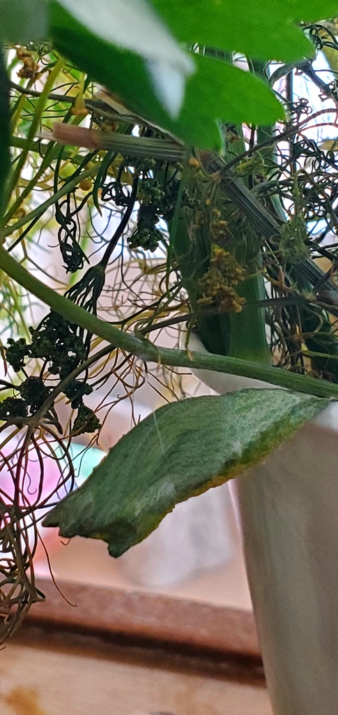 SpiritWellSL's tweet image. Metamorphosis Happens Here - Part 5 🦋 | One day, our caterpillar friend got in position to make its chrysalis. The next thing we knew, it had completely transformed! We waited with great anticipation for it to make its debut in its final form... 🐛🧡✨ #spiritwell #metamorphosis