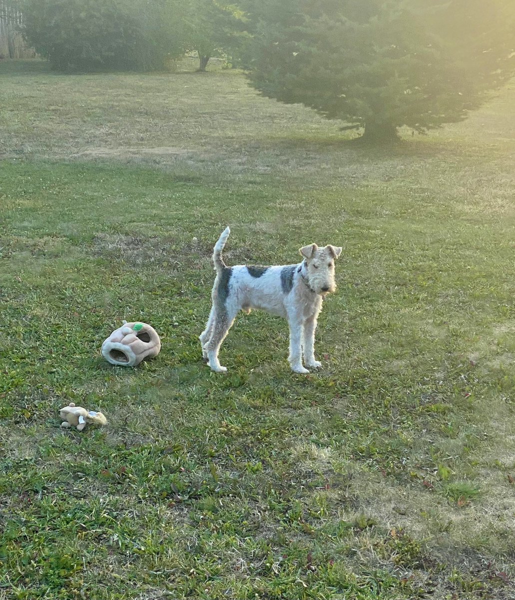 Pals, I be on me holidays and mumsie juss given me a baff 🛀 A full 10 min medicated soak and everyfing 🙄 Am tellin me squizzers all about it…