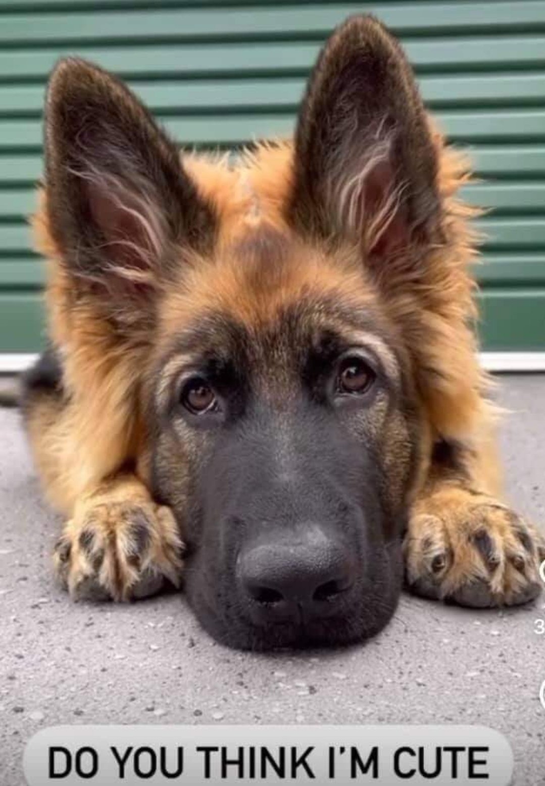 Happy Dog Do You Think I M Cute T Co 3lk35vuwbd Twitter Happy Dog Do You Think I M Cute T Co 3lk35vuwbd Twitter