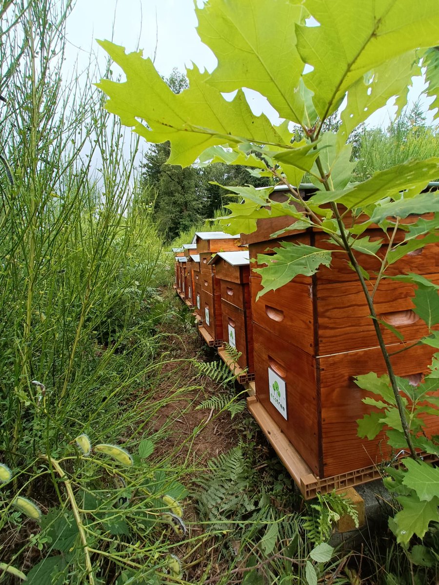 BPontroue's tweet photo. Nos abeilles 🐝 O3agri  nous réclament un jour de repos. Comme en bénéficient les équipes chez @O3Contact elles souhaitent travailler 32 heures sur 4 jours... elles ont produit plus d ' 1 tonne de miel cette année... à votre avis on leur accorde ? @EcoTree_contact https://t.co/j7jcMXsdCR