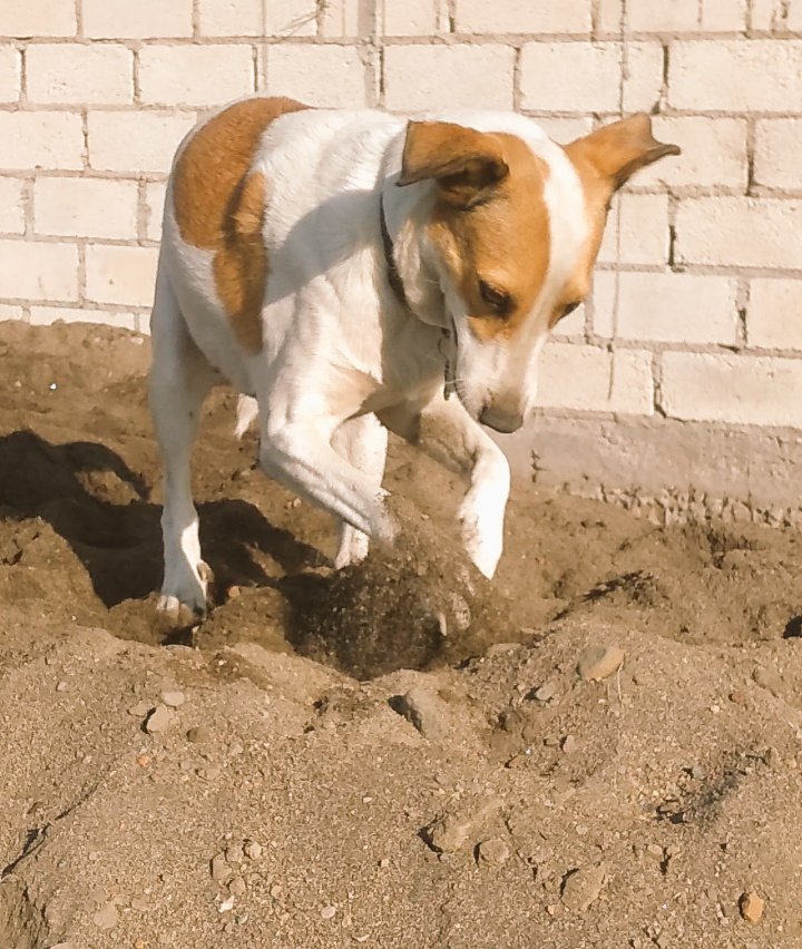 Nyu_umi's tweet photo. Toma fotos bonitas de los perritos para que se adopten.... 
mis fotos: https://t.co/7bh3EAJCLd