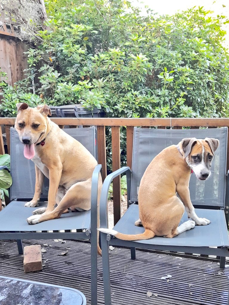 <a href="/carrotfiles/">Aunty Claire & Angel Splodge</a> <a href="/jennystape/">JACK BovverBoy 🐕</a> <a href="/NormanTheCairn/">Norman Dillon BovverBoy🐾</a> Us habs tum.... NEKKID!!! #RupertsBirthday
#ClairesCaff