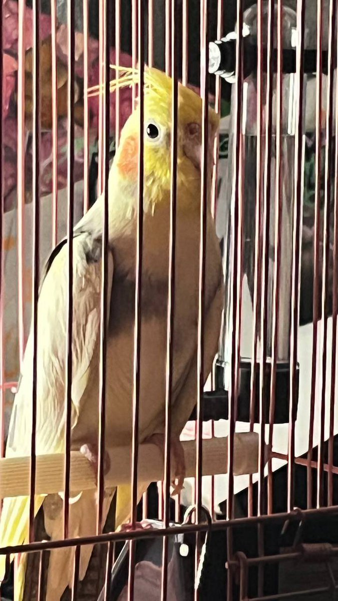 Yalya💜 tweet media