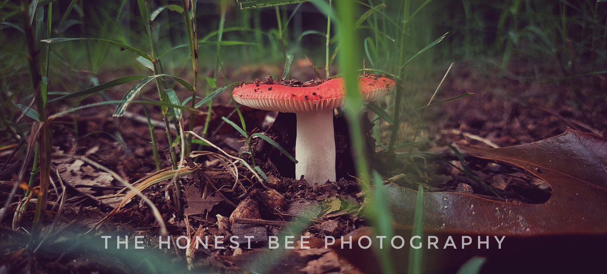 Rudebearz's tweet photo. Hey lovlies, I made a group where we can share photographs, aesthetics, astrology, and just stuff we love! Like this! The link is in my bio!
.
.
.
.
#photooftheday #beautiful #art #photography #happy #picoftheday #cute  #photo #life #likeforlike #music #follow4follow https://t.co/XPh9T7DTaw