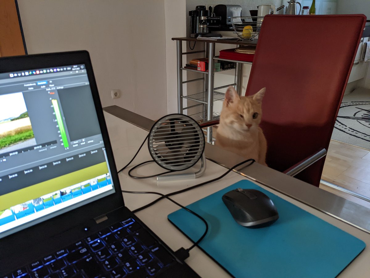 Der tägliche katzenbesuch