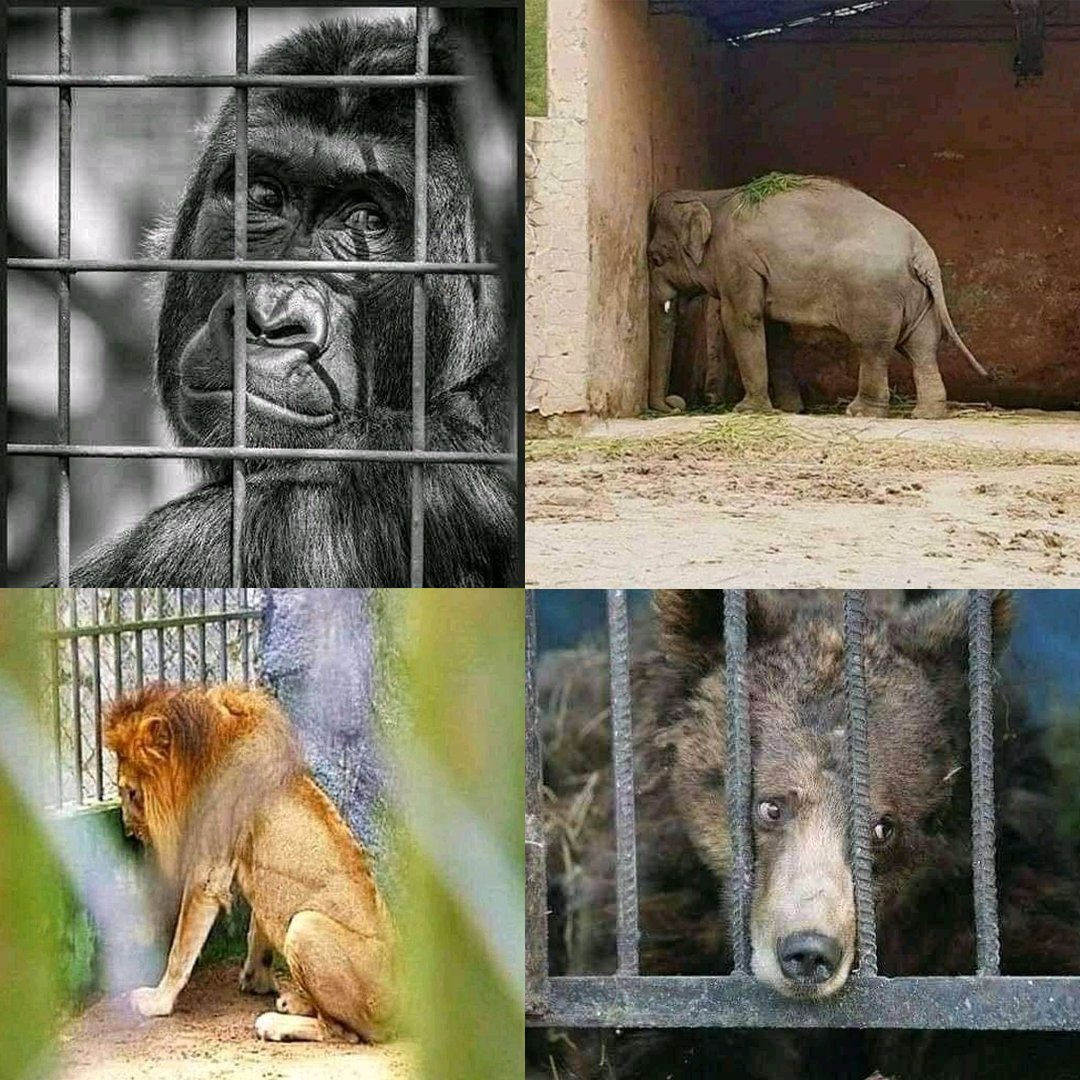 activechimps's tweet image. Hang on buddies! Active Chimps are here!!
⏰Mint date: 3rd Aug 🦧
Mint here: myzooverse.com/?utm_source=twi
Discord: discord.gg/GyTaYkMZSa
.
.
#animalsrights #freeanimals #activechimps #activechimpsNFT #Eth #AbolishAllZoos #saveanimals #animallovers #animalrescue #animalactivism