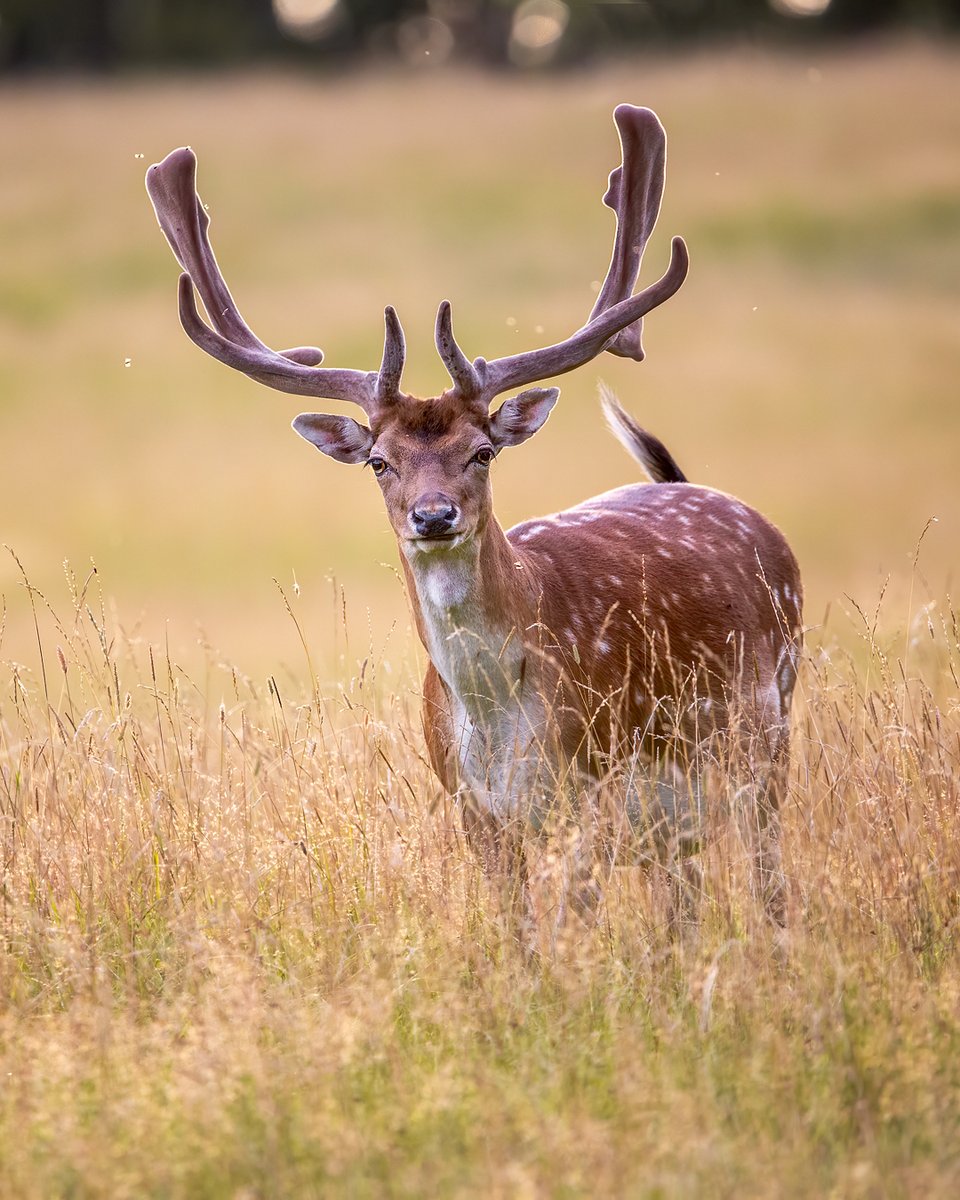 marianhamster's tweet photo. Fallow dear wagging its tail.
#NaturePhotography https://t.co/knOM5efQWQ