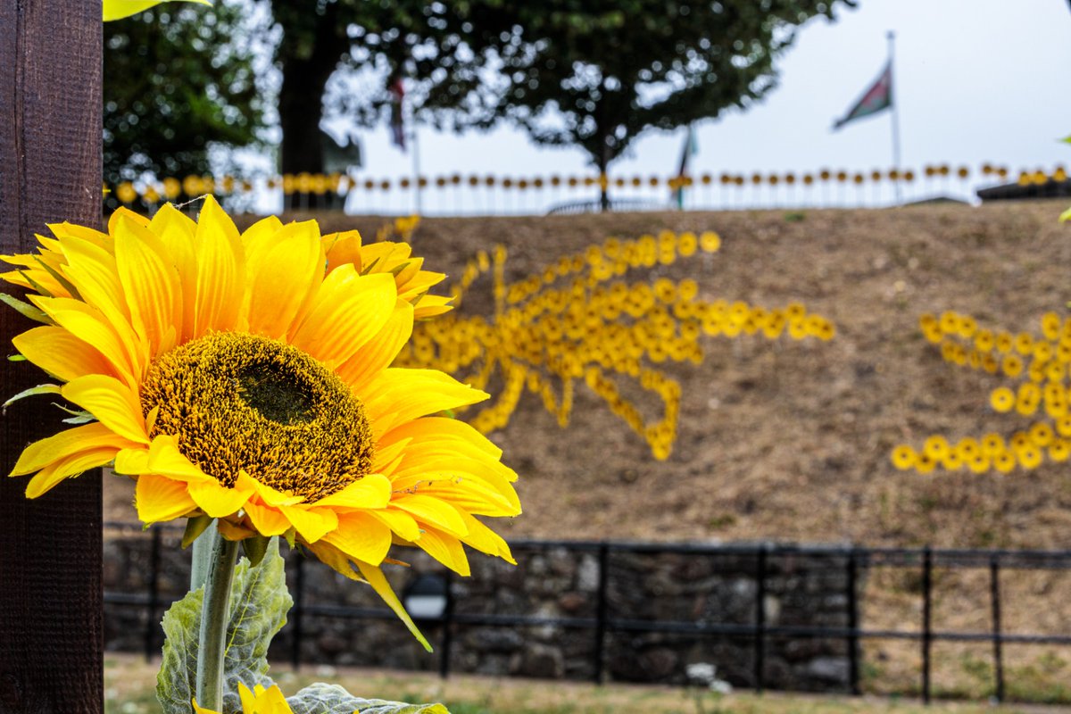 CityHospice's tweet photo. Our Forever Flowers at @cardiff_castle display 2022 is officially open! 🌻💚

We've met so many supporters today who have purchased Sunflowers in memory of loved ones. Thank you so much to everyone for your support, we are very grateful. 

https://t.co/zIwzM8XZJF https://t.co/sQH8h6AIMv