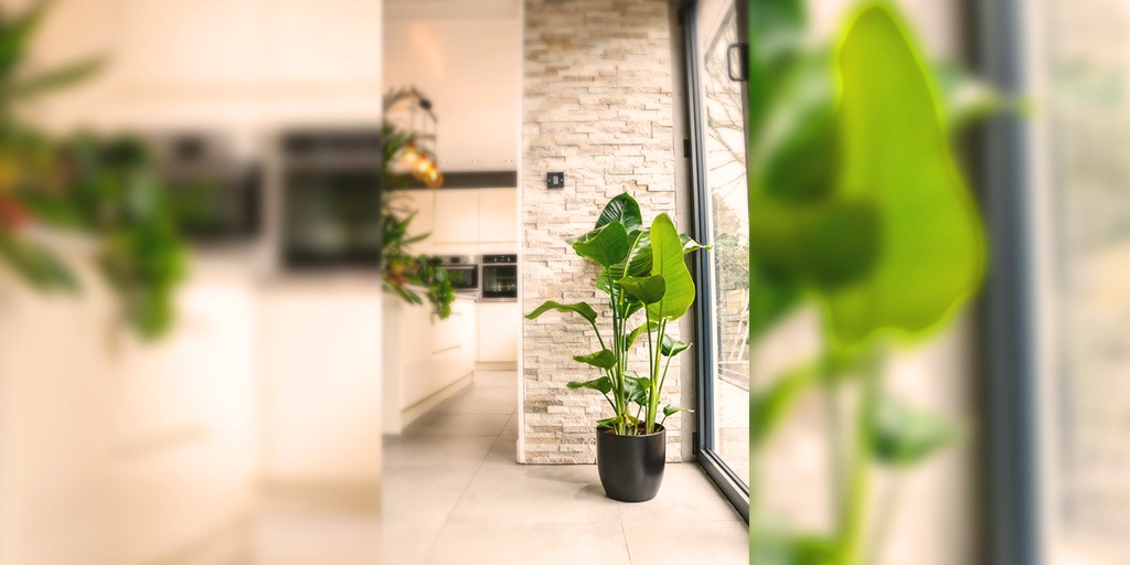 DaffodilsPlants's tweet photo. #BirdOfParadise / #SterlitziaNicolai @ Best Price - https://t.co/GWSsdFAQ6q

#IndoorPlant #IndoorPlantsQatar #HousePlantLover #HousePlants #PlantNursey #PlantsOnline #OnlinePlants #Daffodils #Doha #Qatar #QatarPlants https://t.co/jTohrnCP7j