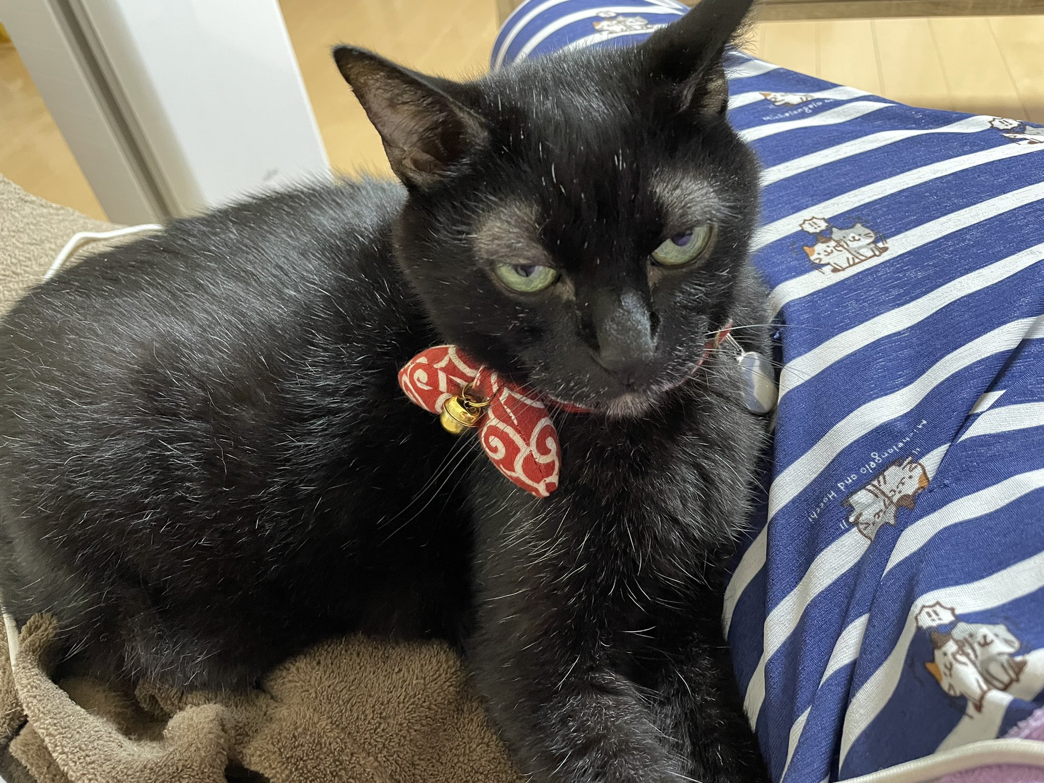 塩村あやか 参議院議員 りっけん 映えない猫を飼ってます T Co T74ohbyrcv Twitter