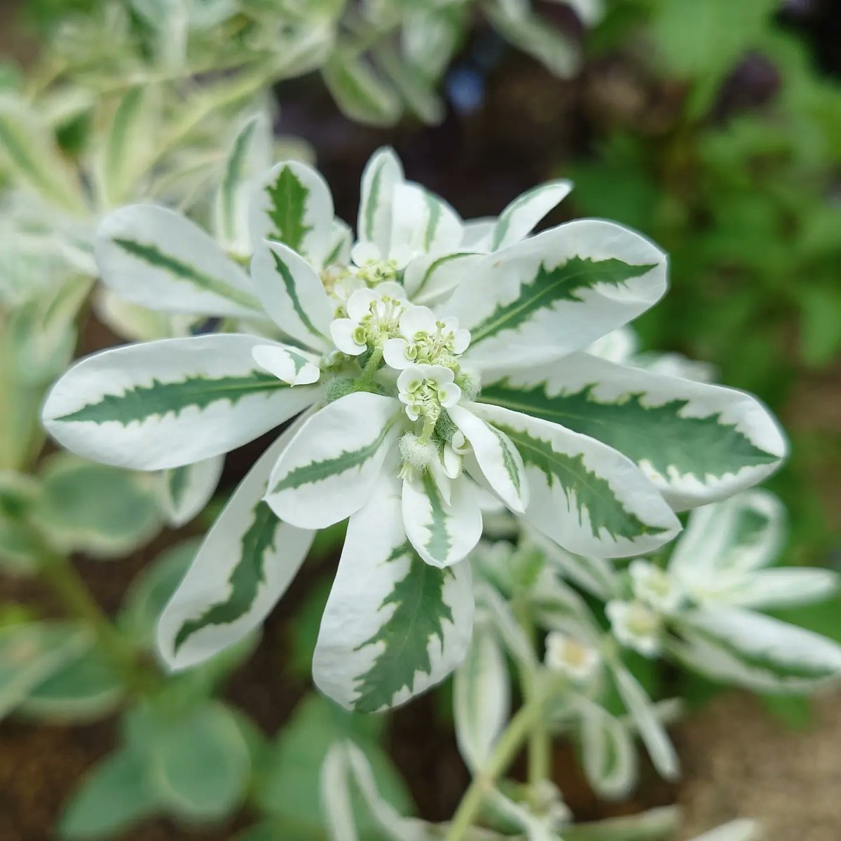 Garin インスタupしました 先日撮った ハツユキソウ 初雪草 ハツユキソウ 初雪草 ユーフォルビアマルギナタ 庭の花 花壇の花 花の写真 花が好き Flower Flowers フラワー 花 Flowerphotography Flowerpower スマホ撮影 スマホ