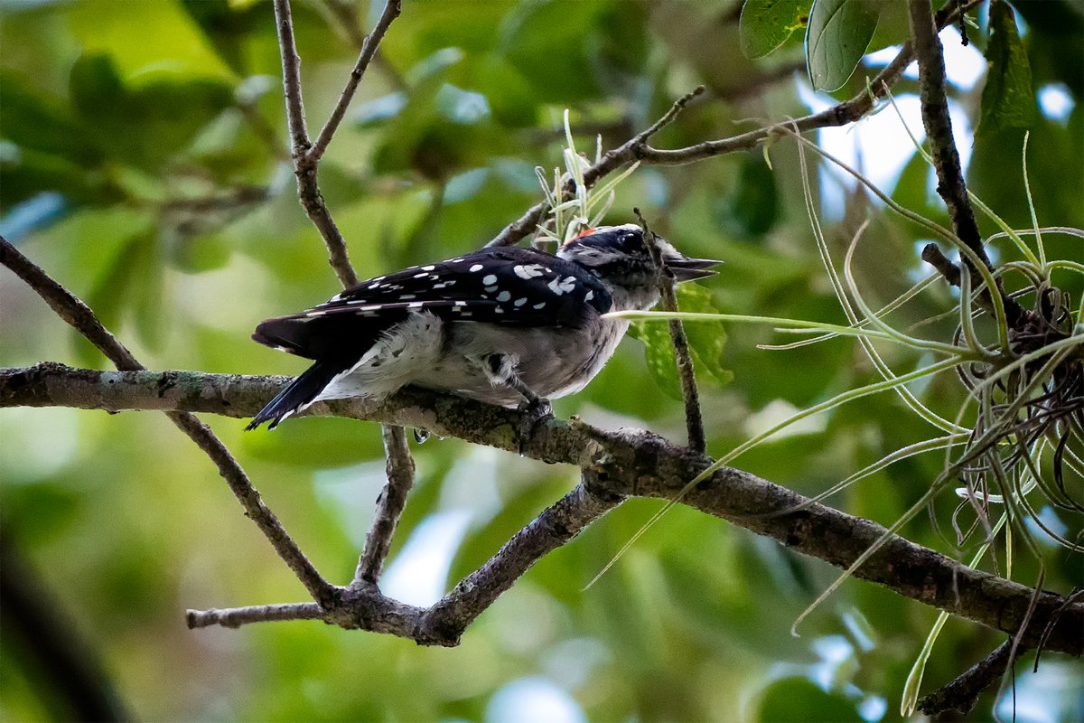 GF4Birds's tweet photo. The Downy Woodpecker is a very small woodpecker. They also don't like to sit still which makes photographing them hard sometimes.

#birding #feathered #birdphotography #nature #floridabirds #florida #birds #bird #naturepics #sonya7iii #downywoodpecker https://t.co/gnupzyyQV1