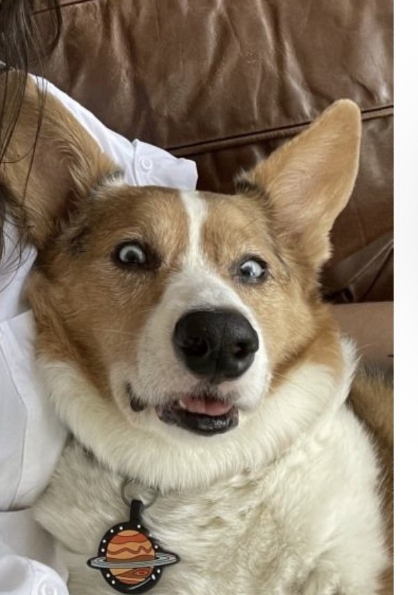 TFW when you realize your owner has made you live in a country that is a trying to go back in time 100 years and you are now the emotional support animal while the so-called greatest country in the world implodes on purpose #Bumble #BumbleBFF #DogsOfDatingApps #SwipeRight