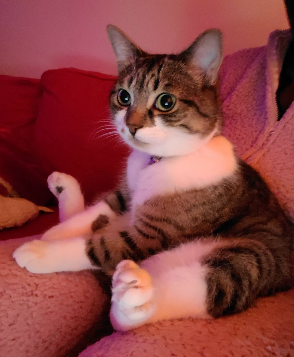 michaelscat2's tweet photo. [oc]This is Paul. He's very cute. That is all https://t.co/EwlwbQrcSK