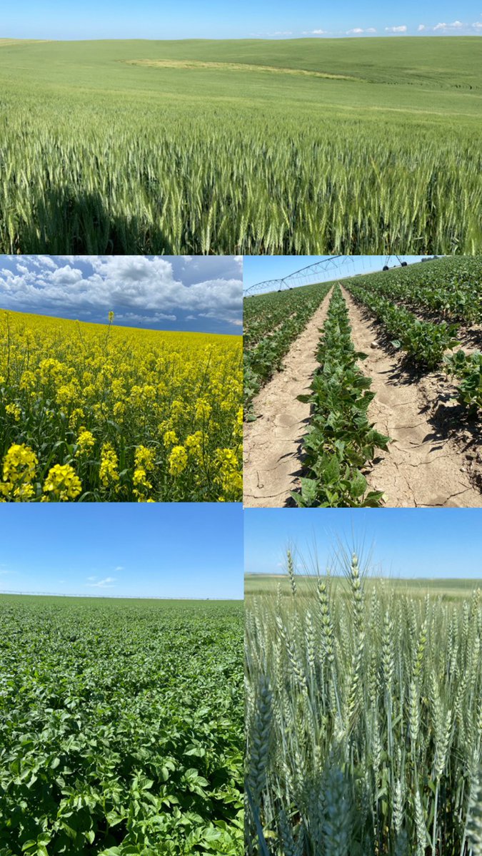 Digital Agronomy tweet media