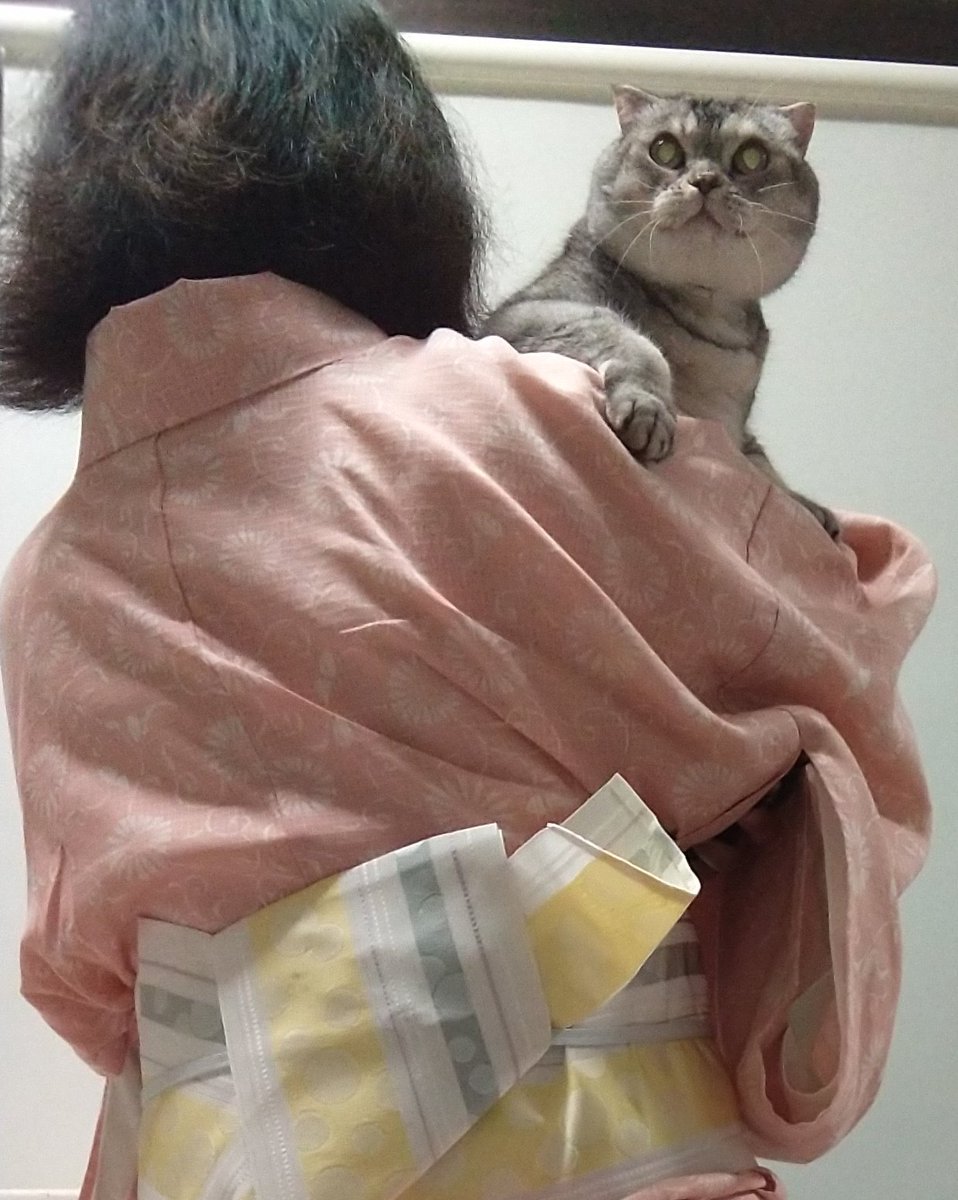 猫と着物