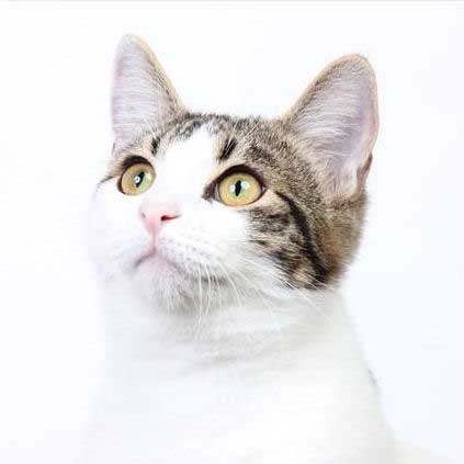 FaunaenCasa's tweet photo. Summer y Winter 🐱🐱 son dos hermanitos que fueron rescatados de la calle porque estaban muy malitos. Tras unos meses de cuidados, ahora en su #Casadeacogida son cariñosos y juguetones.
La Asociación @3aHelp busca #AdopciónConjunta en #Madrid, más info en https://t.co/Zb79gpPj6B https://t.co/AMwpJONfTV