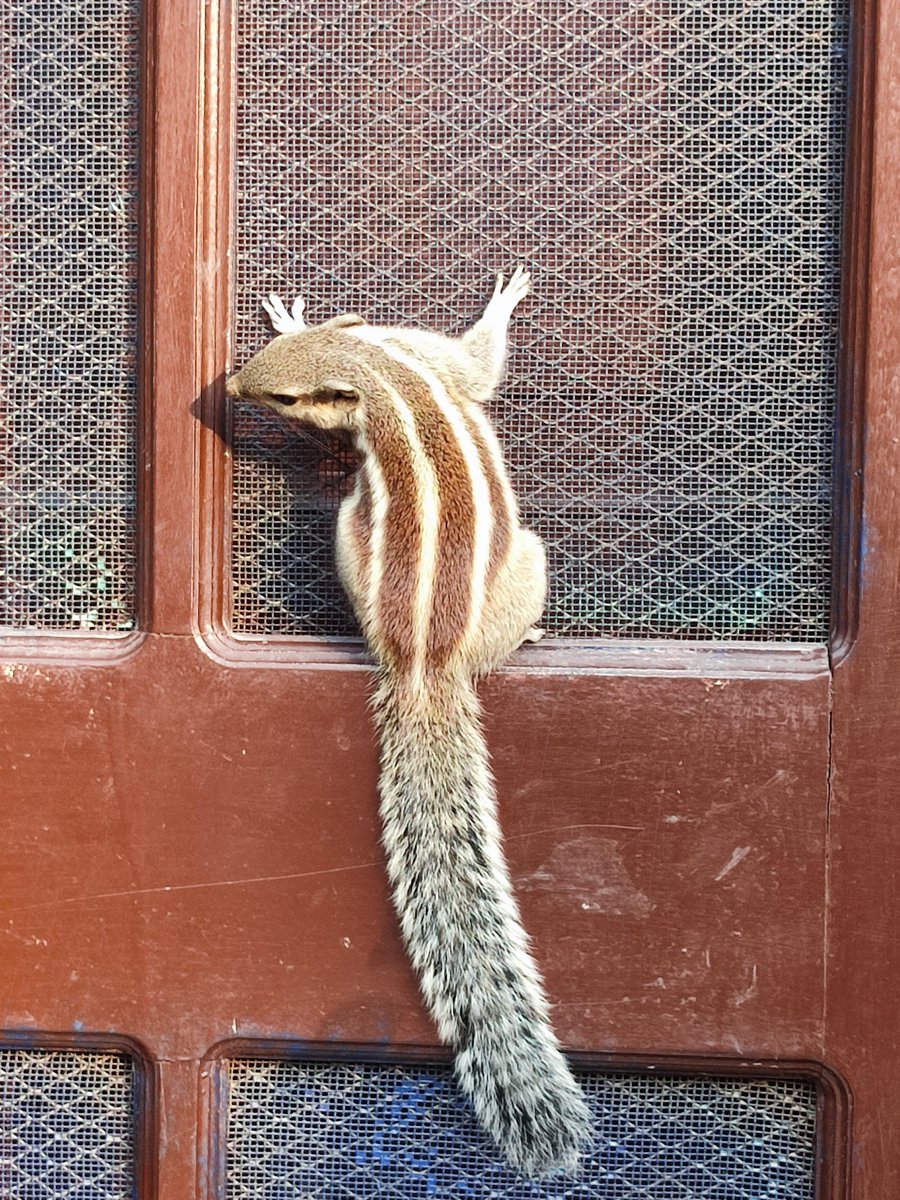 iamitbhojiyan's tweet photo. In general, squirrels nest in tree cavities or build nests in tree branches- warmer months. In colder, live in tree holes, but are also known for invading homes and structures to keep warm. #squirrels #savesquirrels #nature #wildlife #uk https://t.co/KtQfjt3nD1