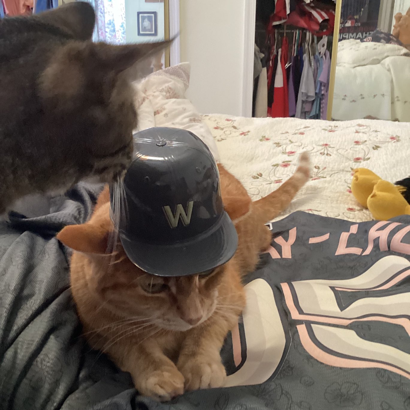 Marlene Koenig 🇺🇸 on Twitter "happy caturday catitude ⁦Nationals