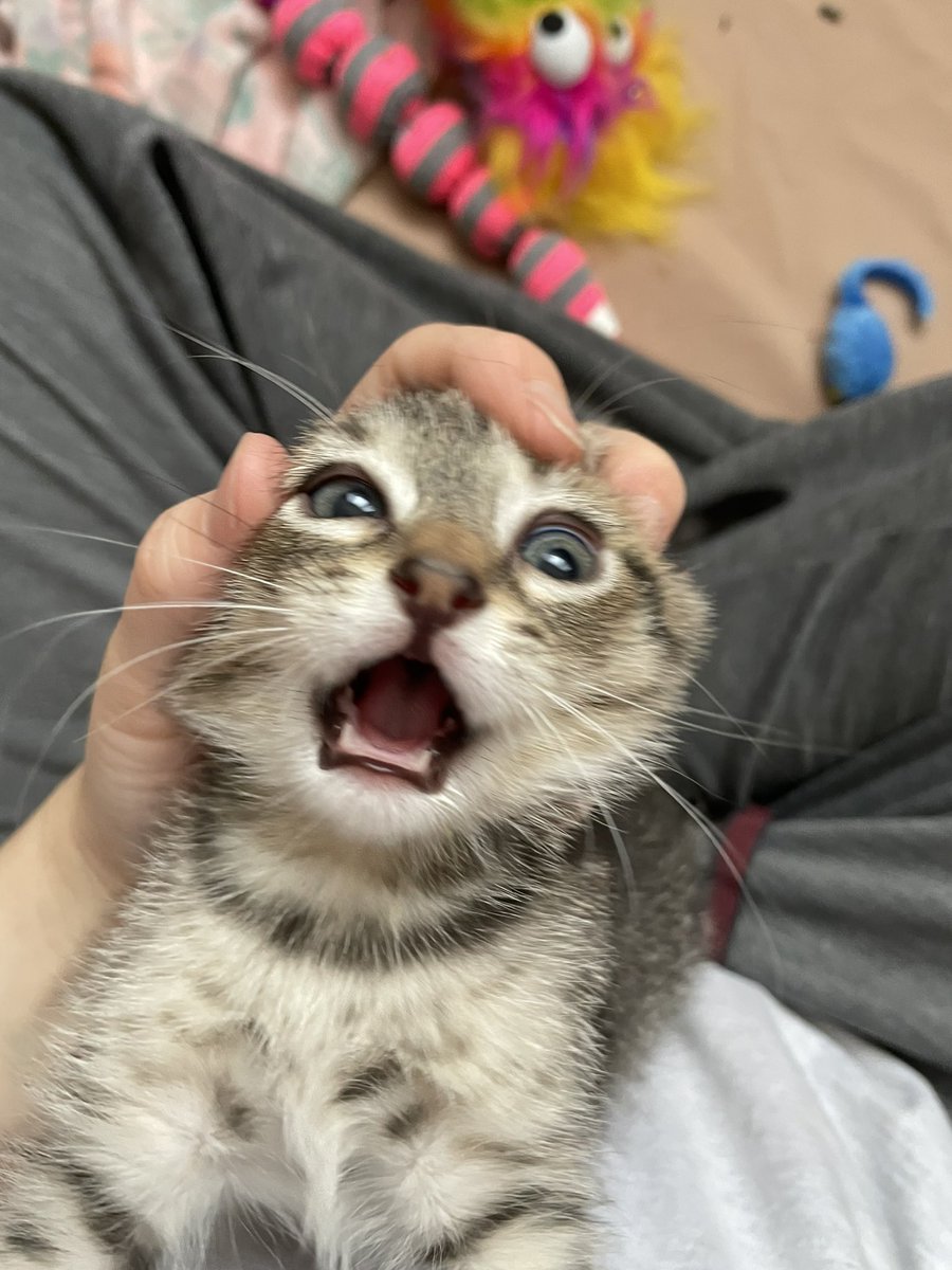 feederofcats's tweet photo. i was just trying to show you guys that his eyes are turning green https://t.co/69EqNygA0M