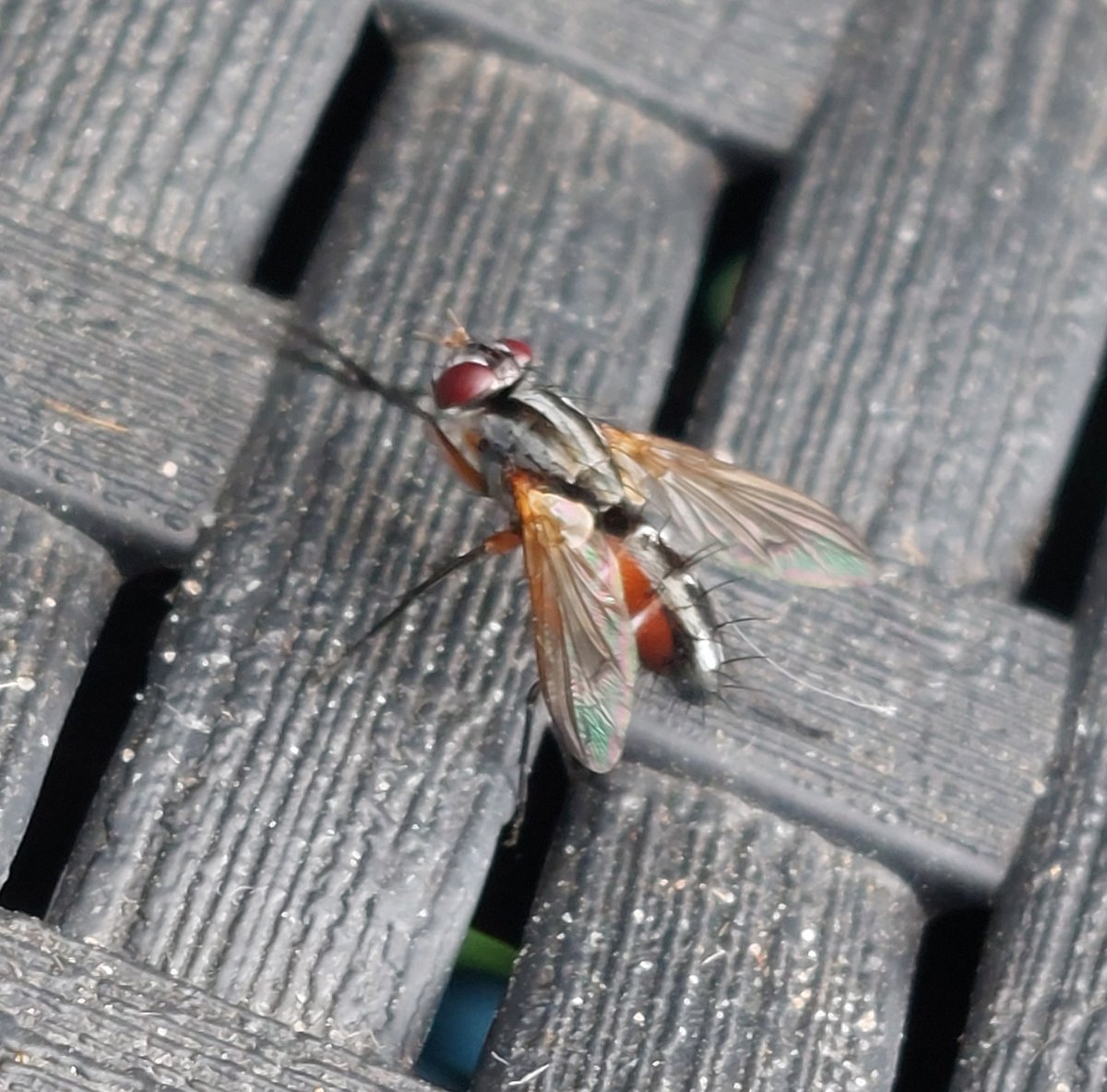 levydb122's tweet photo. @MijnNatuurpunt @natuurstudie @INBOVlaanderen 
Iemand die weet welke soort vlieg dit is? 
Ik vind nergens informatie.
Alvast bedankt! https://t.co/eswAIUI56d