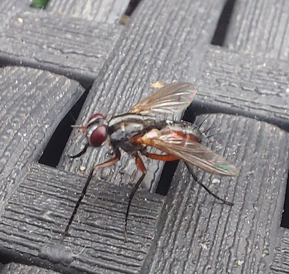 levydb122's tweet photo. @MijnNatuurpunt @natuurstudie @INBOVlaanderen 
Iemand die weet welke soort vlieg dit is? 
Ik vind nergens informatie.
Alvast bedankt! https://t.co/eswAIUI56d