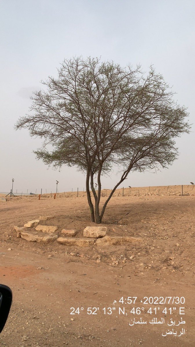 MotebBinFahad's tweet photo. في 1441/9/23 تم نقل شجره من مخطط سكني بعد ان كانت مهدد بالقطع وتم نقلها لطريق الملك سلمان .اليوم صورتها بعد ان راهن اشخاص بانها لان تعيش وشارك في عملية نقل الشجرة المعمرة وزارة البيئة .والهيئة الملكية لمدينة الرياض، والقوات الخاصة للأمن البيئي، وعدد من المتطوعين https://t.co/6FLZsmqjIx
