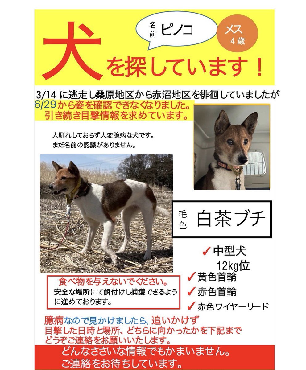 長野県迷子犬 ピノコ Pinokosagashi Twitter 長野県迷子犬 ピノコ Pinokosagashi Twitter