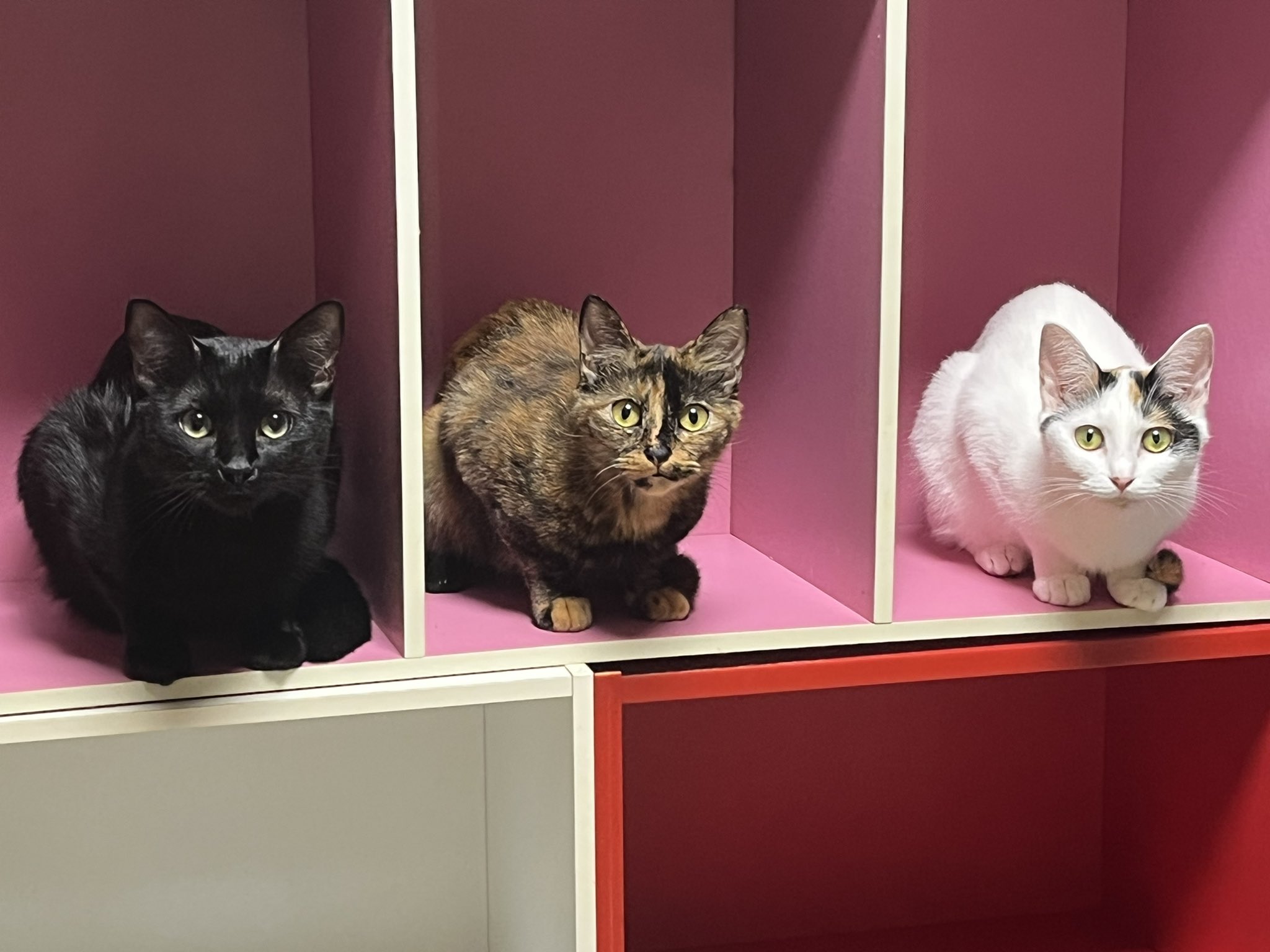 翠琶 カラーボックス綺麗にしてたら 猫マンション出来てた可愛いね T Co Fyk3oynhqh Twitter