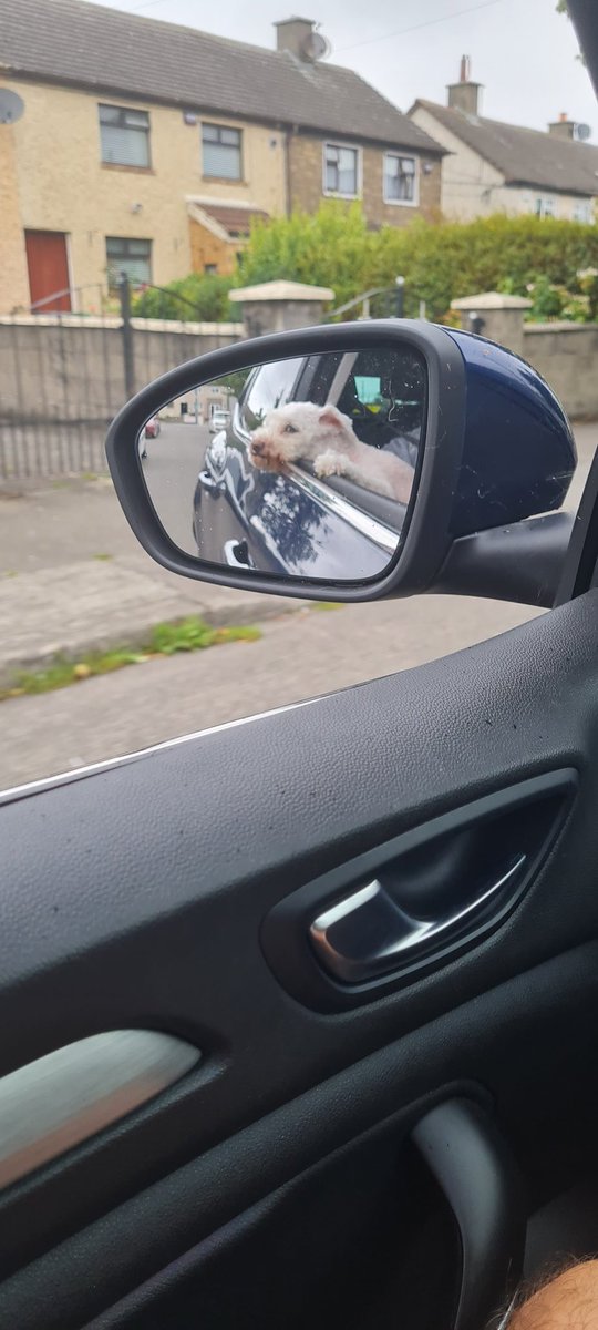 Oscar's fav spot 😍🐕 #doglovers