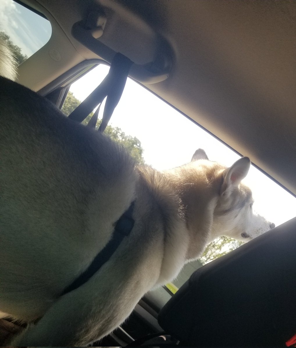 WhatGenGamToday's tweet photo. Hope everyone is having a good Saturday! I had a pretty awesome birthday yesterday and today is a part 2 =) Here is a woofer enjoying the car trip =D https://t.co/Iyscf87wss