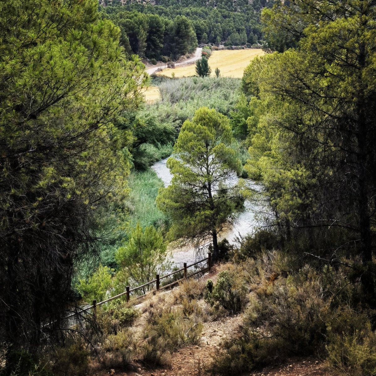 Miguelgrinan85's tweet photo. Ndisfrutando un rato de nuestro monte en el Valle del Río Cabriel. Reserva Mundial de la Biosfera.
#RBVC
#lamanchuela
#casasibañez
#naturaleza https://t.co/V6wRcxMWTO
