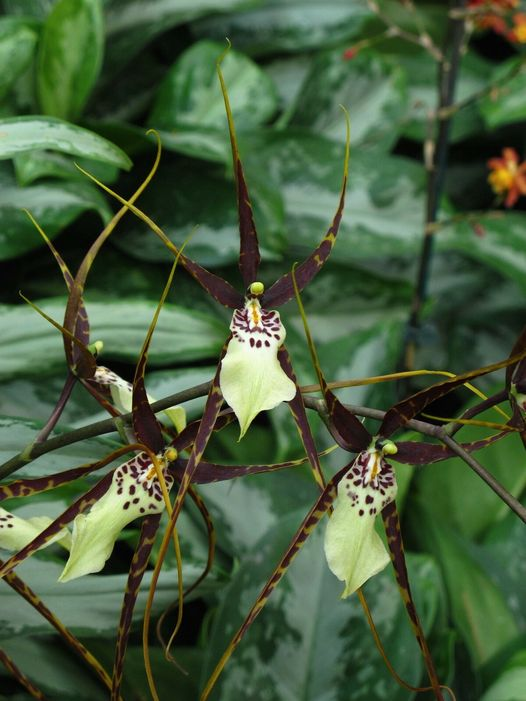 roykelley's tweet photo. Orchids, Longwood Gardens, Kennett Square, Pennsylvania USA IMG 1437
Canon PowerShot G11 Camera
Photograph by Roy Kelley
Roy and Dolores Kelley Photographs
#Orchids #Flowers #Gardens #FlowerPhotography #LongwoodGardens #OurGardensYourHome #CanonPhotography https://t.co/2NQKw2HJXg