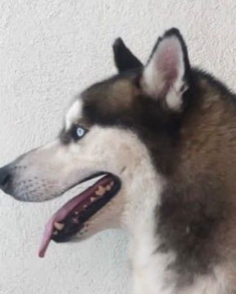 Viernes 15 de Julio llevamos a mi perro a Santiago al lugar donde tiene su “escuela” David, me dijo que eran $3,000 al inicio y $3,000 al final. EL DOMINGO 17, 2 días después me dice que necesita el dinero urgente que me rebaja $1,000  porque necesita le pongan un clima…