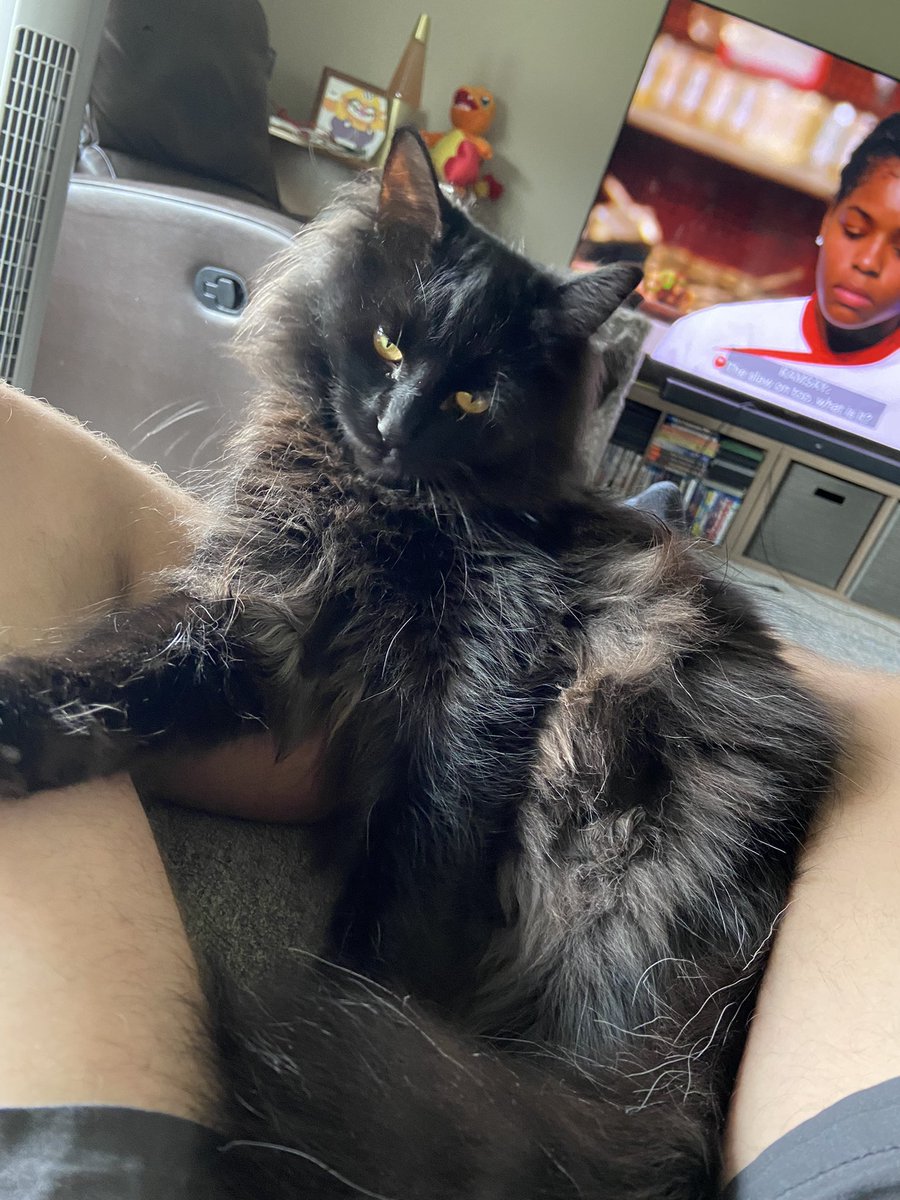 vElectricv's tweet photo. My young Richie boy turns 1 year old today

He is a tornado in the shape of a cat. But he is affectionate and loving and patient

He’s a fantastic member of our family, and I love him with my entire heart https://t.co/ZAoUG7OFAd
