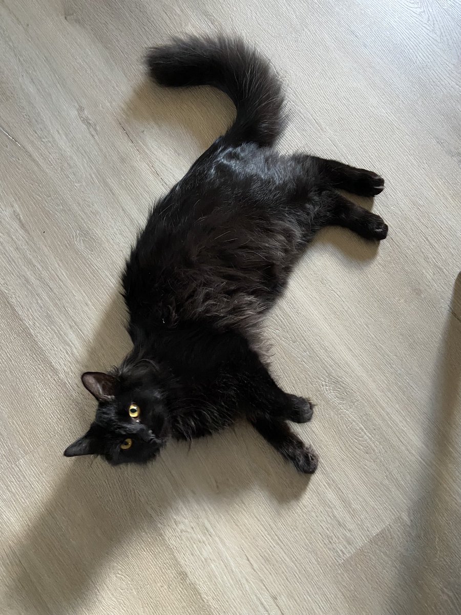 vElectricv's tweet photo. My young Richie boy turns 1 year old today

He is a tornado in the shape of a cat. But he is affectionate and loving and patient

He’s a fantastic member of our family, and I love him with my entire heart https://t.co/ZAoUG7OFAd