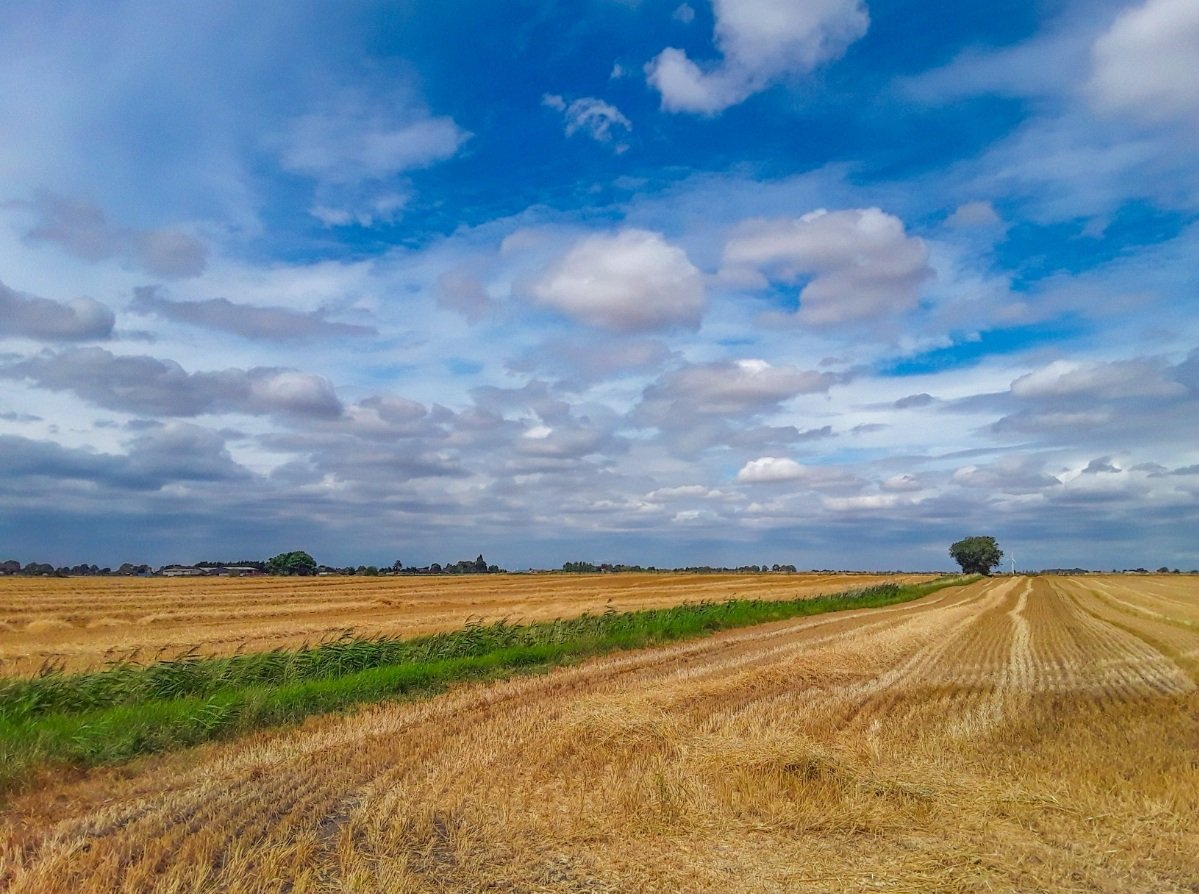 chris_alpacas's tweet photo. Delighted to get a BBC Editors Pick this afternoon. The only sunshine we've had today in #thefens. Thank you @bbcweather #WeatherWatcheralpacalady #flatnotboring! https://t.co/nVfTdLhX1E