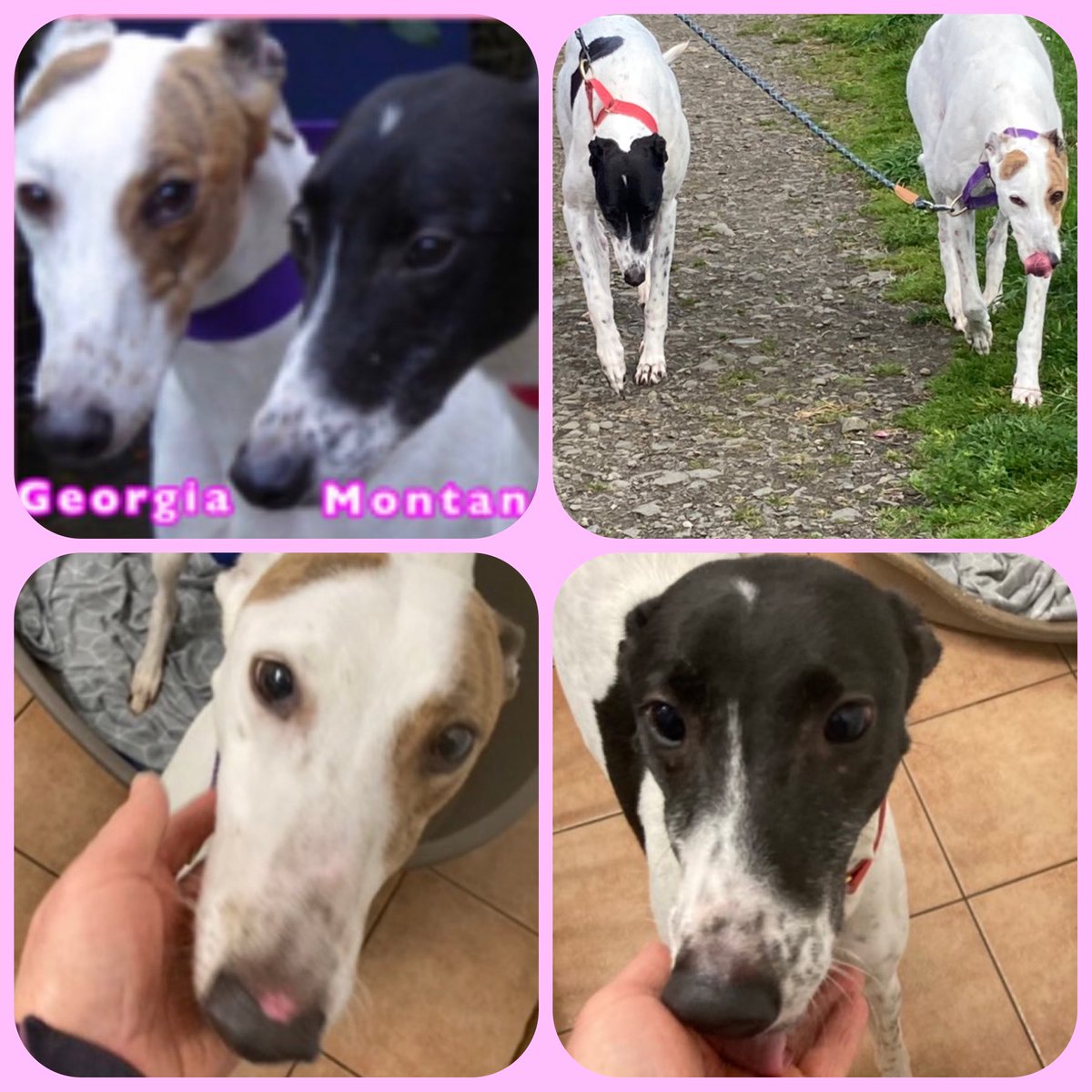 Georgia & Montana are bonded sisters, best friends & they must be re homed together. Two beautiful girls who are bright ,confident friendly &
walk perfectly on a lead. More info at greyhoundrescuefife.com /call Celia on 07826 244765 #RescueGreyhound #InternationalFriendshipDay