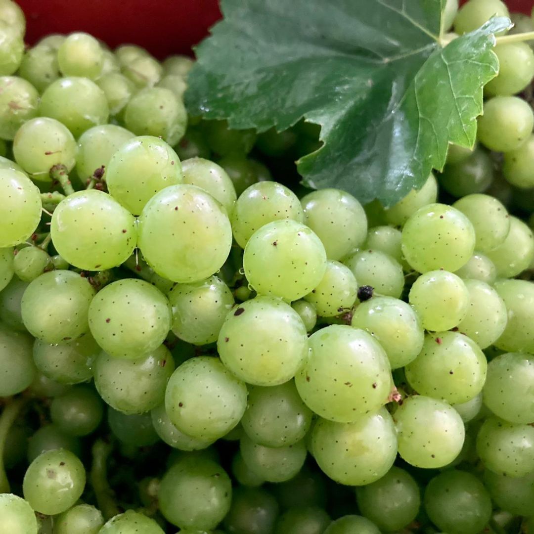 Une fois pressés, ces raisins récoltés avant leur complète maturité donneront naissance à notre fameux verjus de Bourgogne ! Avec son juste équilibre entre fruité et acidité, il est un précieux allié de la cuisine du quotidien. Vivement l'embouteillage ! 🥗✨