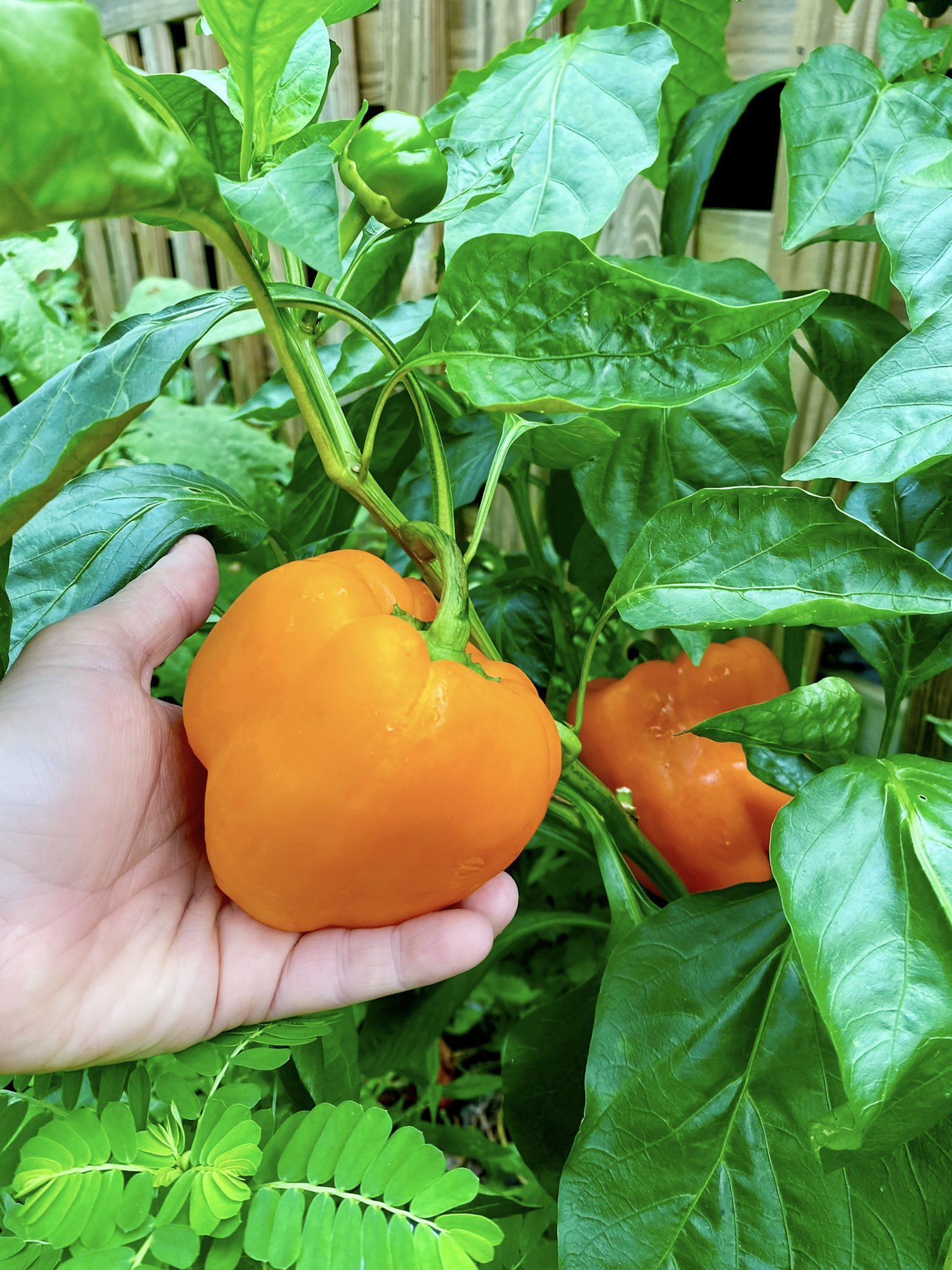 Dr. David Friedman on Twitter "My orange peppers are ready for harvest